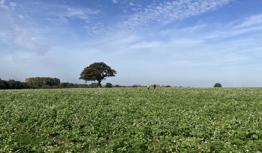 A field of crops with a tree in the distance.